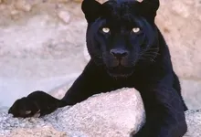 animals panthers black panther 1600x1200 wallpaper Art HD Wallpaper